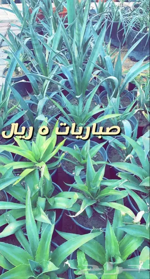 اشجار مثمره ومزهره مخفضه 2