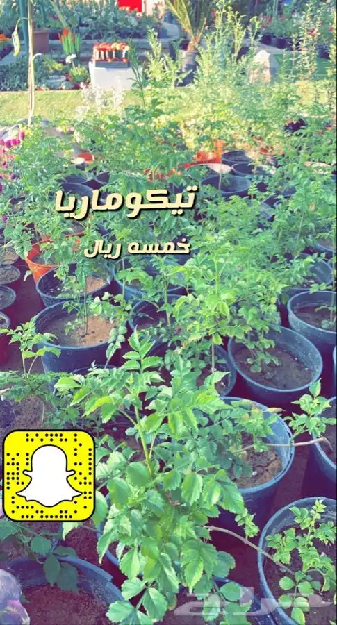 اشجار مثمره ومزهره مخفضه 0