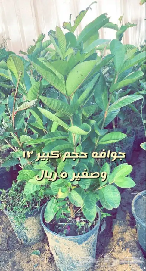 اشجار مثمره ومزهره مخفضه 8
