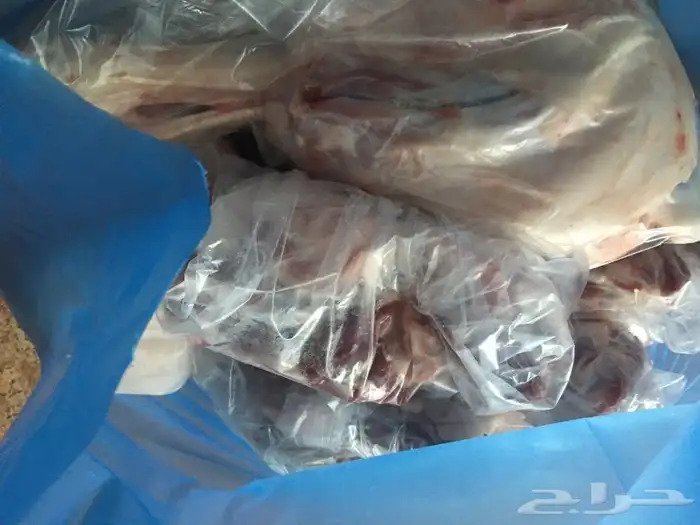 ذبايح سواكني وتيوس وحريه مع خدمة الذبح والتوصيل 13