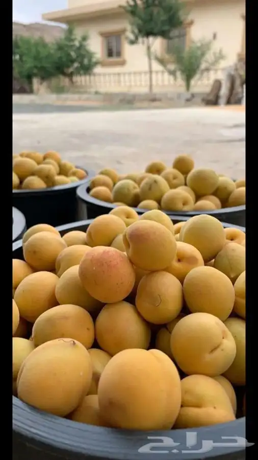 شتلات بلدي وخارجي منتجه 5