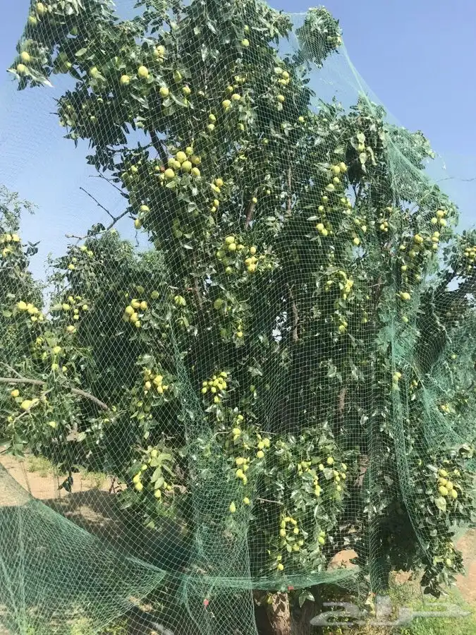 شتلات بلدي وخارجي منتجه 18