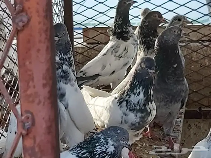 حمام تيدي 6