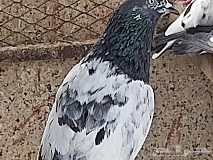 حمام تيدي 13