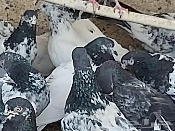 حمام تيدي 14