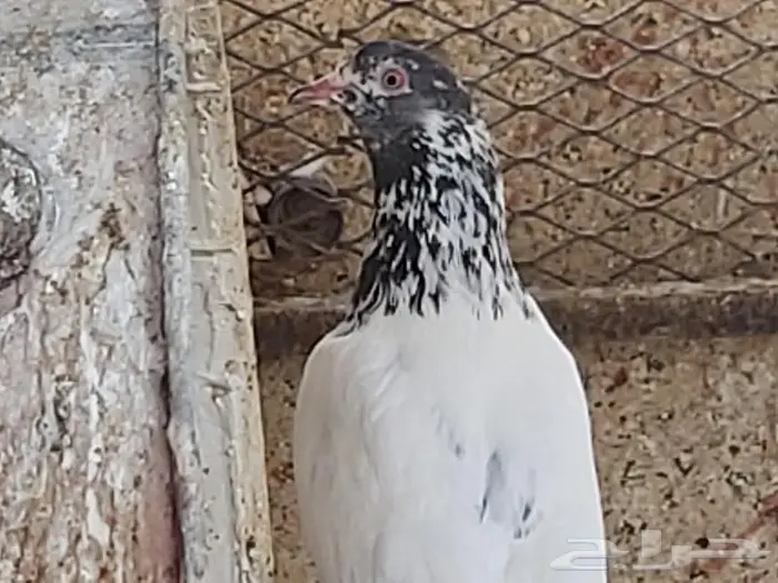 حمام تيدي 16
