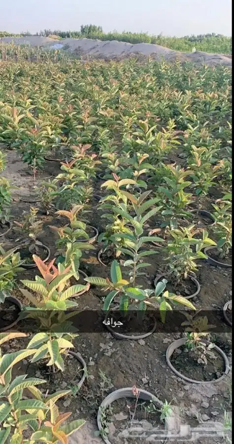 مشتل ومض الاكتروني 3
