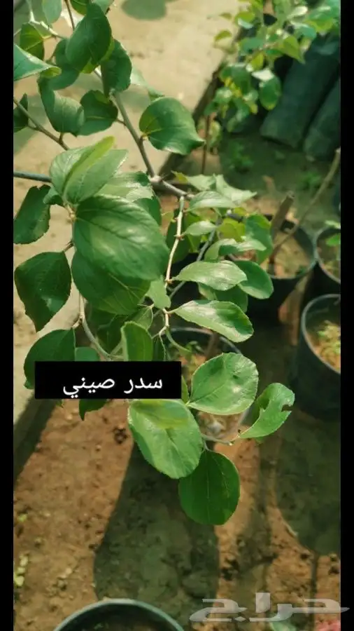 مشتل ومض الاكتروني 13