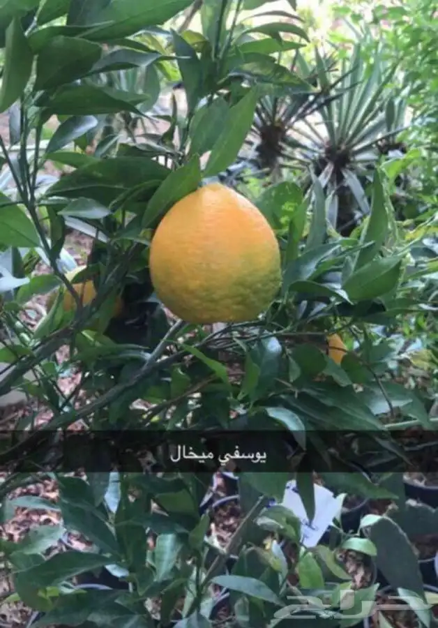 مشتل ومض الاكتروني 5