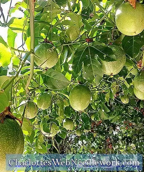 شجرة الباشن فروت 3