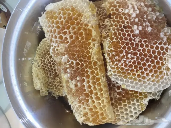 عسل السدر الجبلي وعسل السمر والطلحه والسلم 10