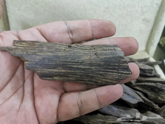 كلمنتان محسن ممتاز 1