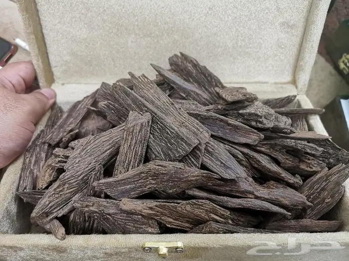 كلمنتان محسن ممتاز 0