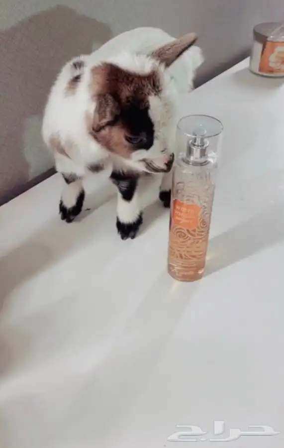 مواليد الماعز القزم متوفر تمارا 2