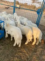 غنم ذبايح ضيوف وثلاجة حري وتيوس طليان 0