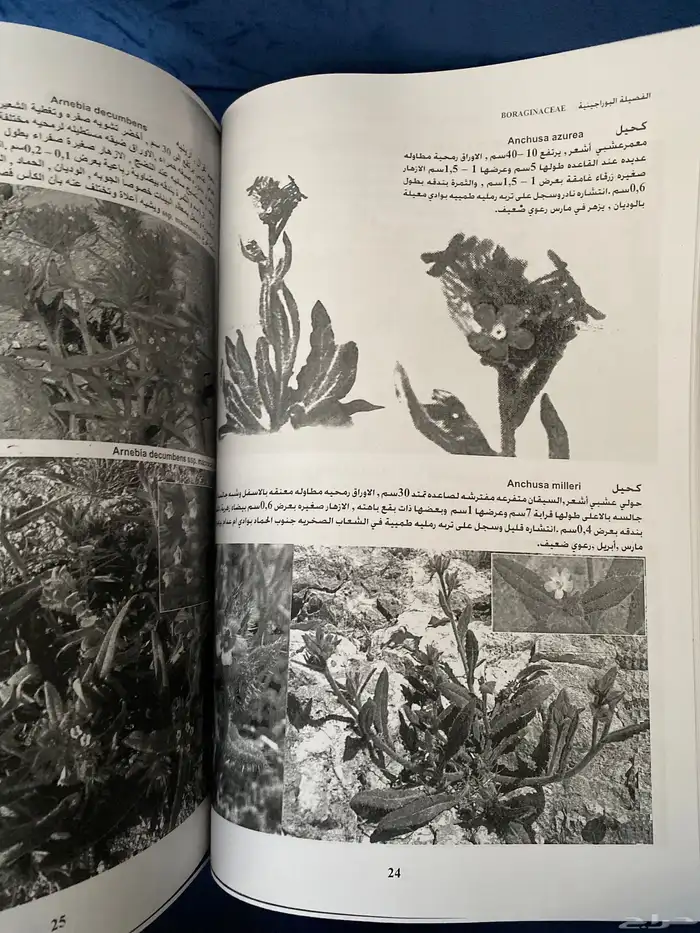 كتاب النباتات البرية بالسعودية 0