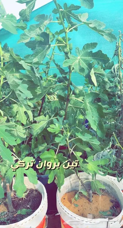 شتلات داخليه واشجار زينه ومثمر 0