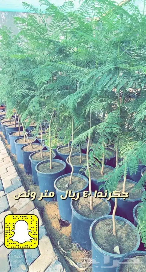 شتلات داخليه واشجار زينه ومثمر 3