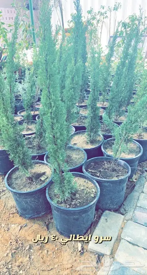 شتلات داخليه واشجار زينه ومثمر 4