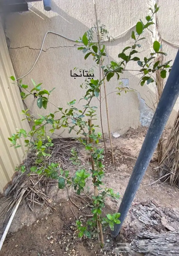 شتلات كرز للبيع 4