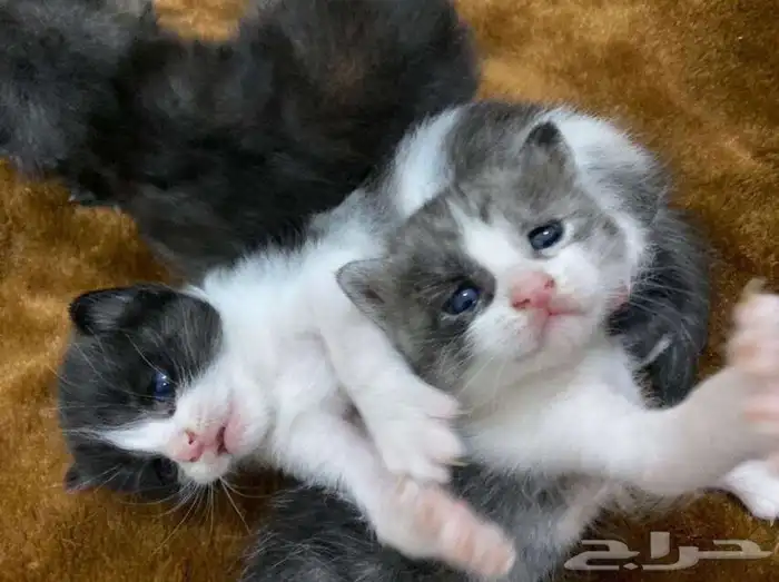 قطط طيور سلااحف اسماك جميع انواع الحيوانات الاليفه 1