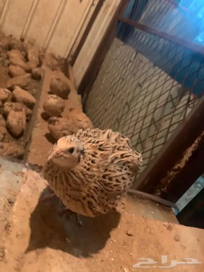 سمان فري لاحم بياض 4