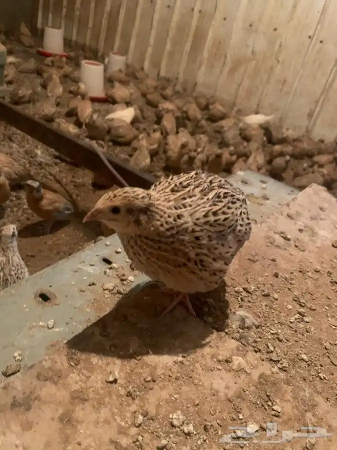 سمان فري لاحم بياض 1