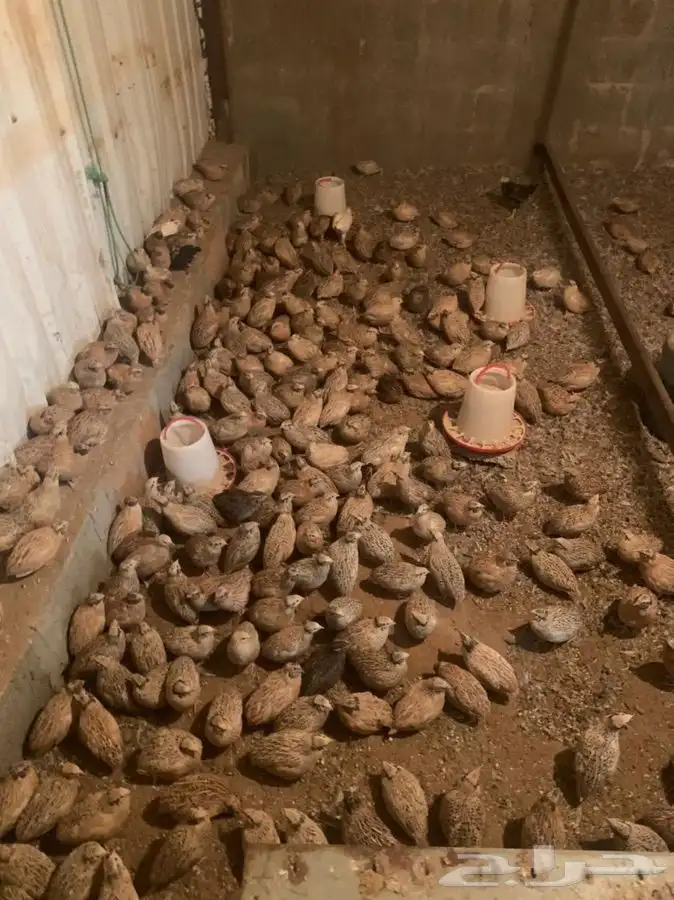 سمان فري لاحم بياض 3