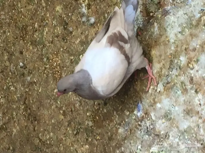 زغاليل ( بدون بهارات ) 9