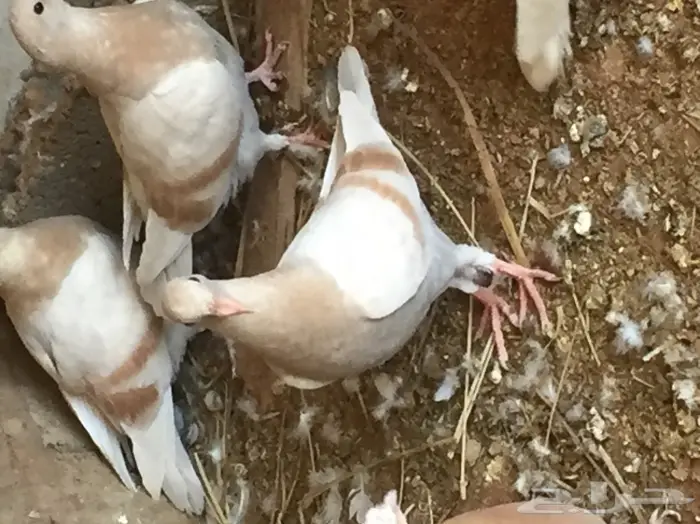 زغاليل ( بدون بهارات ) 12