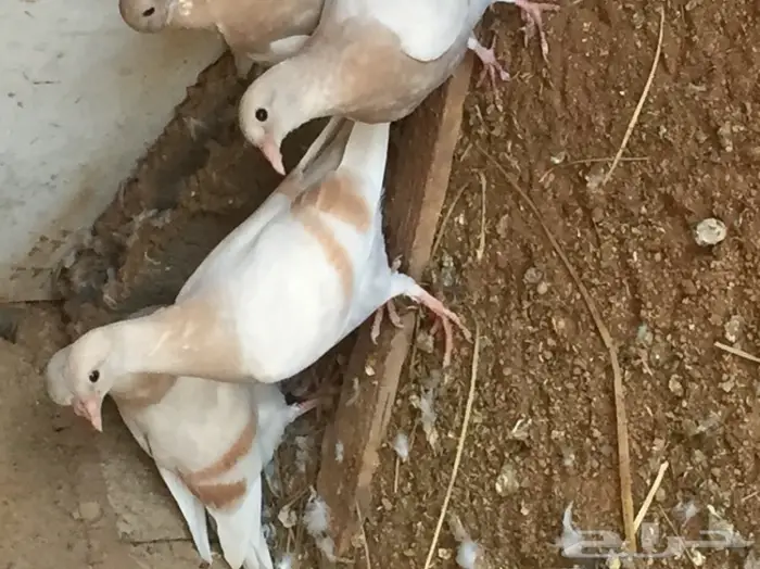 زغاليل ( بدون بهارات ) 15