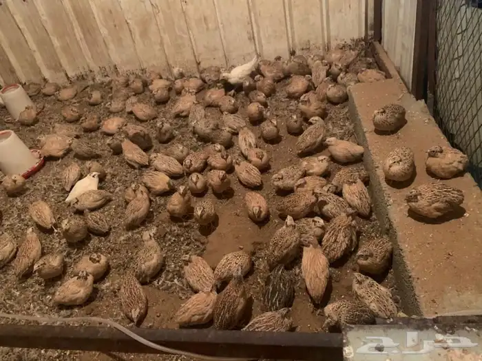 سمان فري لاحم بياض 0