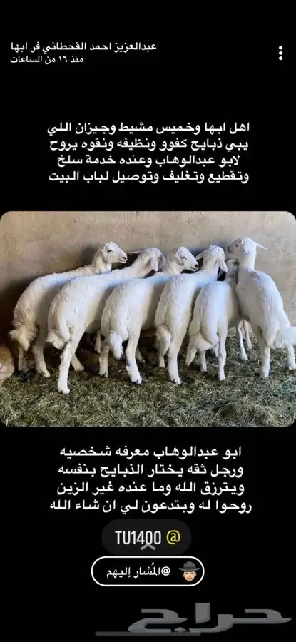 ذبايح بهم خرفان ورخال حريه من غنم شهران مع السلخ والتوصيل 3