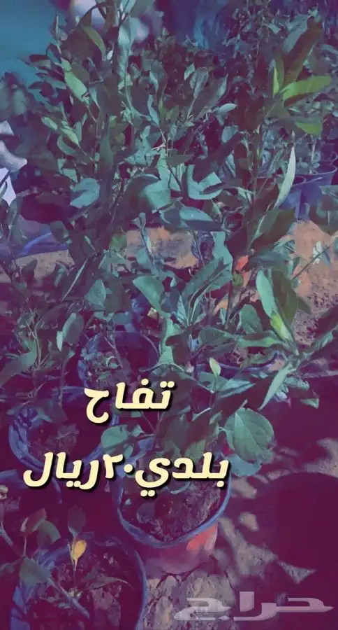 شتلات مزهره واشجار مثمره 4