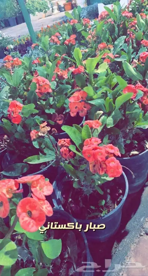 شتلات مزهره واشجار مثمره 9