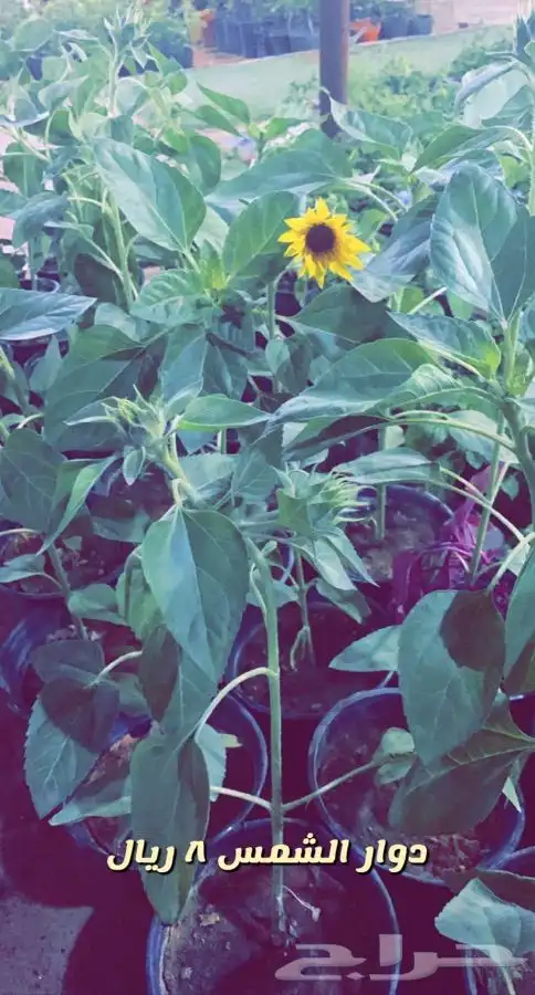 شتلات مزهره واشجار مثمره 5