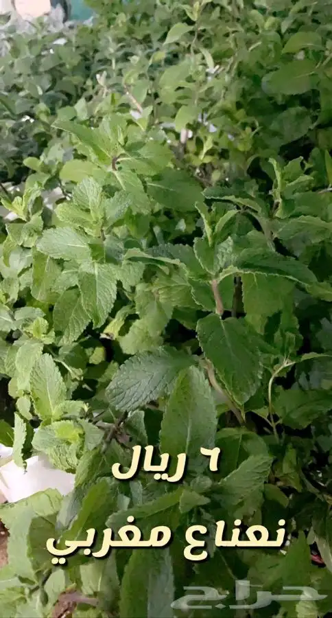 شتلات مزهره واشجار مثمره 0