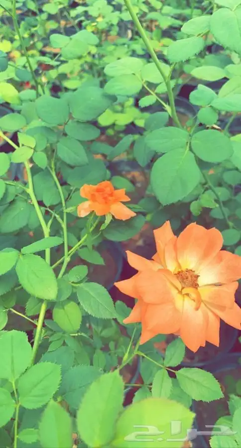 شتلات مزهره واشجار مثمره 8