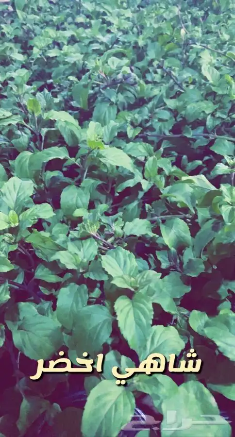 شتلات مزهره واشجار مثمره 2