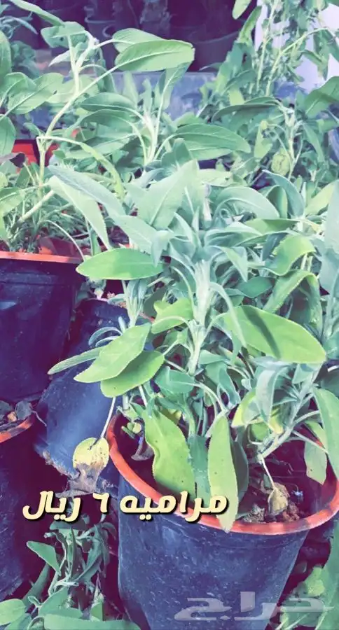 شتلات مزهره واشجار مثمره 1