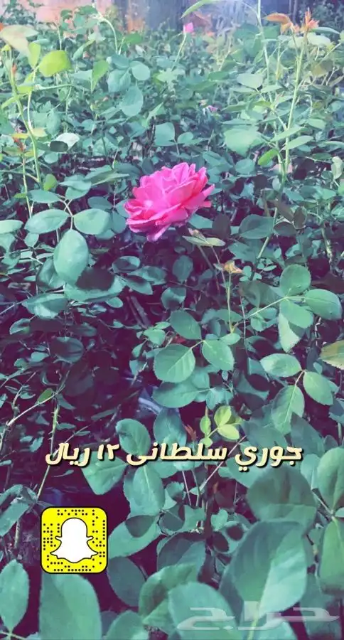 شتلات مزهره واشجار مثمره 6