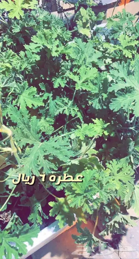 شتلات مزهره واشجار مثمره 3