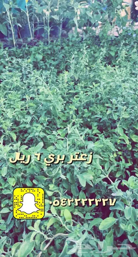 شتلات مزهره واشجار مثمره 7