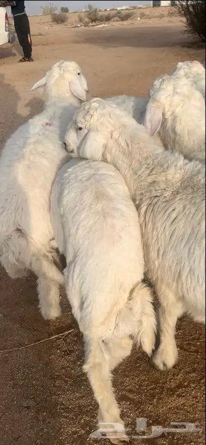 ذبيحه نظيفه اذا ماعجبك رجعه واخذ فلوسك 0