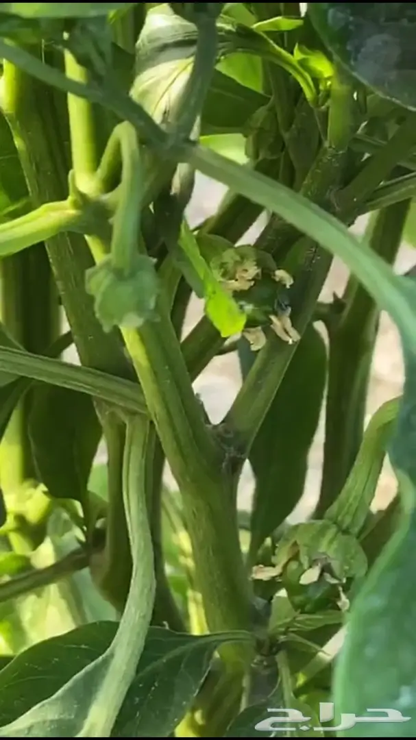 شتلات فلفل شقراء للبيع 0