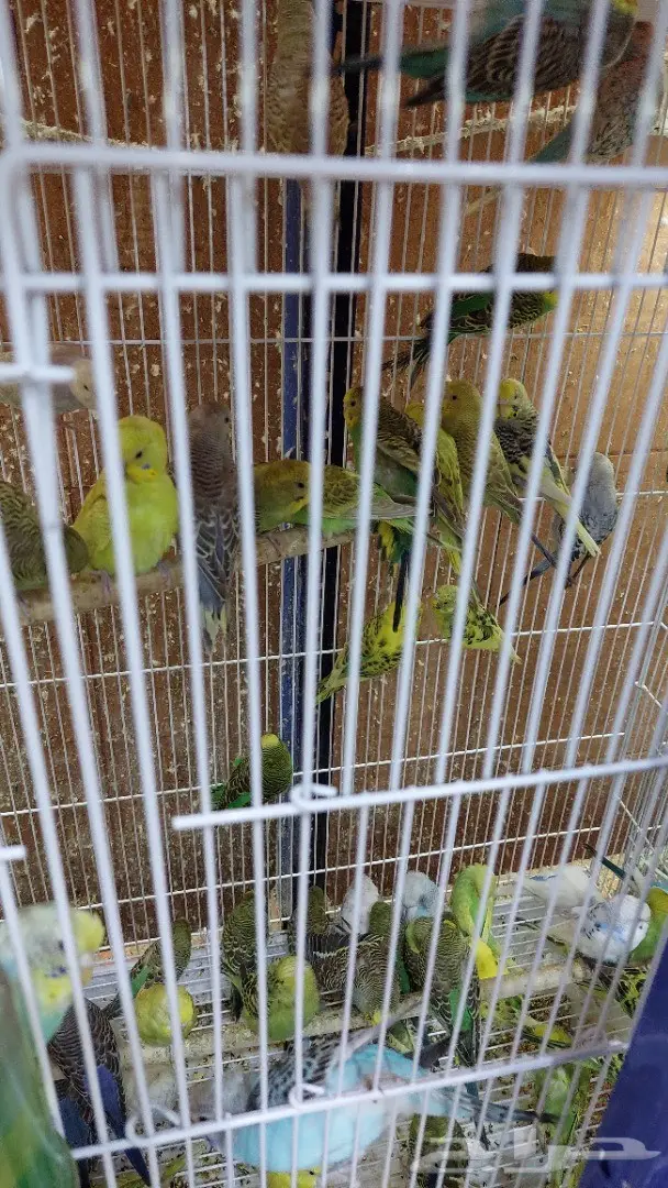 نوادر لبيع الطيور وجميع مستلزماتها 1