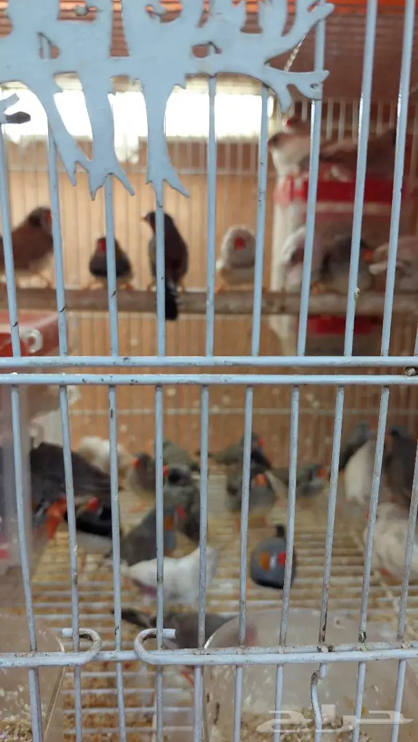 نوادر لبيع الطيور وجميع مستلزماتها 5