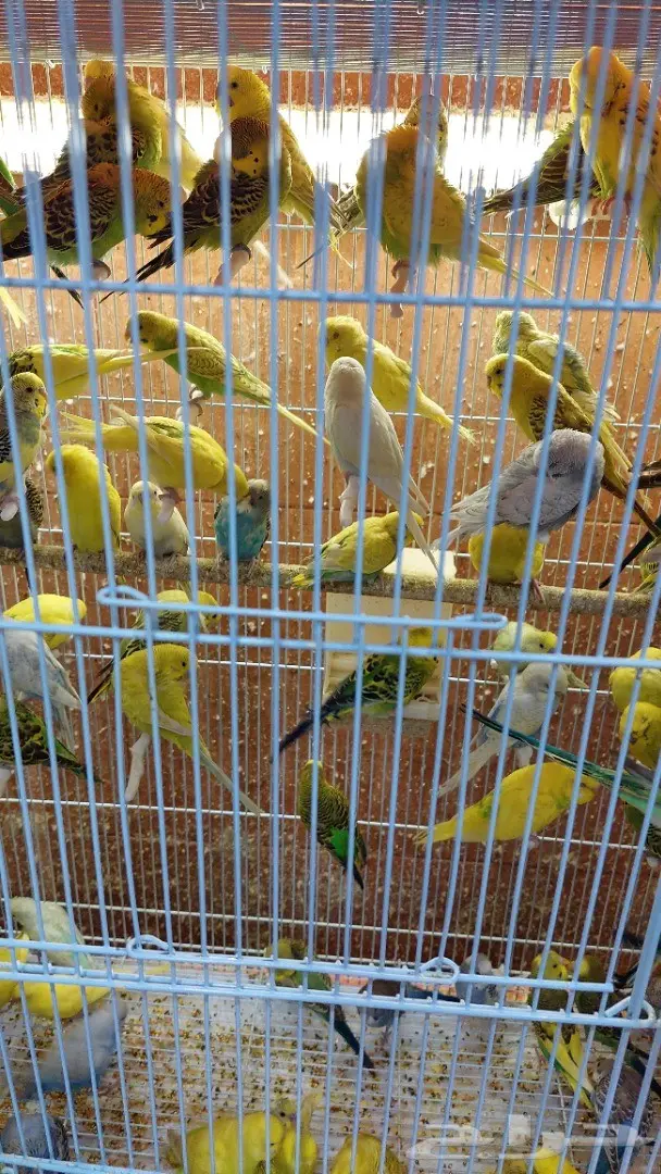 نوادر لبيع الطيور وجميع مستلزماتها 6