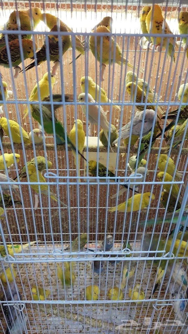نوادر لبيع الطيور وجميع مستلزماتها 8