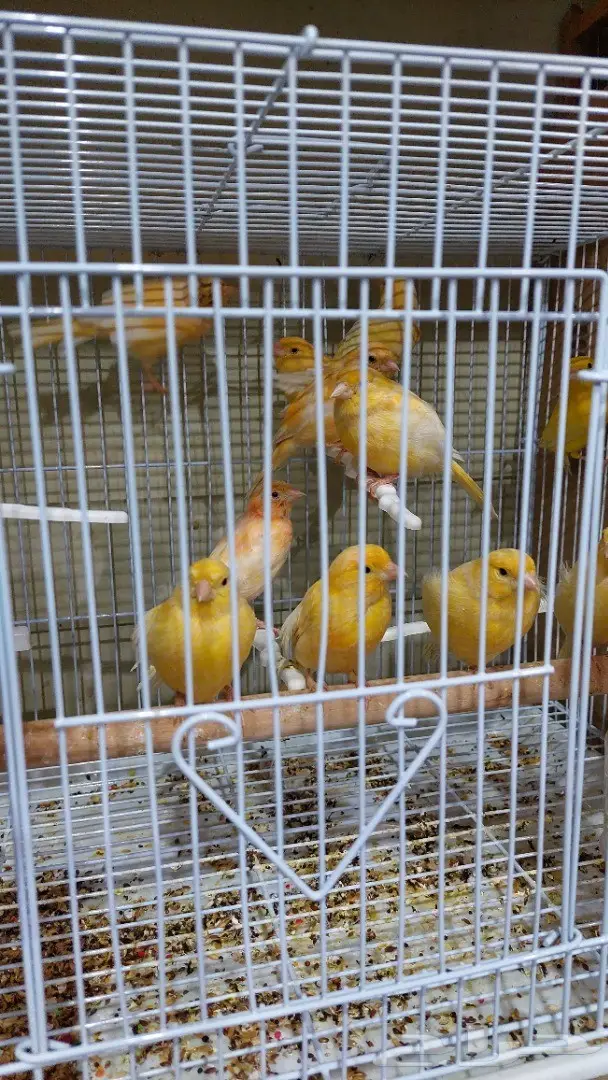 نوادر لبيع الطيور وجميع مستلزماتها 10